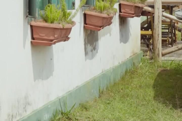 Jardineiras com plantas sob as janelas do casarão, ao lado do gramado