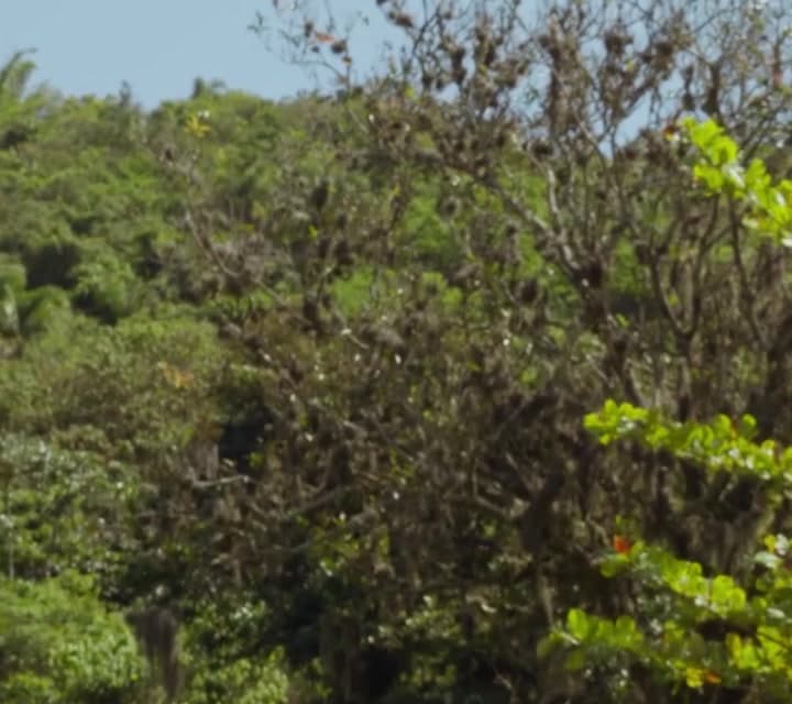 Árvores e área verde ao redor do casarão